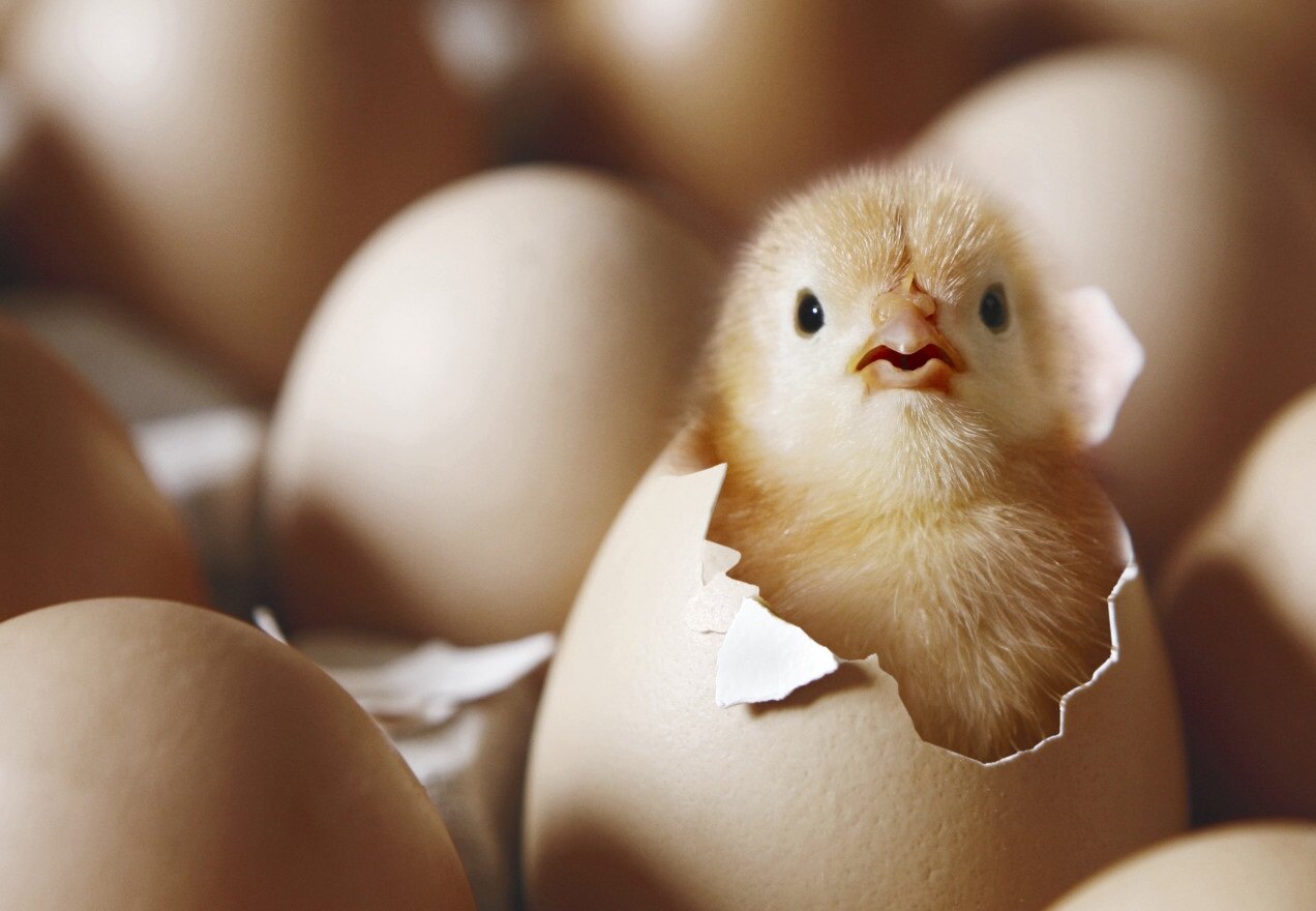 chickhatch